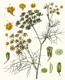 Foeniculum vulgare